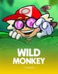 Wild Monkey
